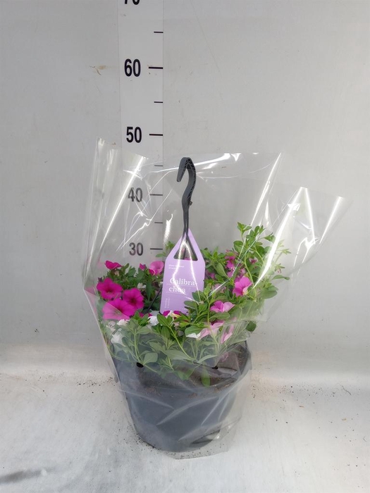 <h4>Calibrachoa  'Trixi Tricolore'</h4>