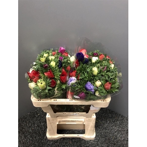 Anemone Galilee Pastel