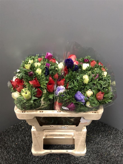 <h4>Anemone Galilee Pastel</h4>