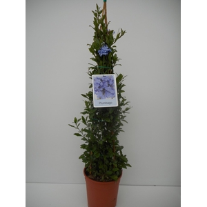 Plumbago indica
