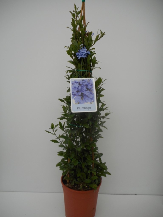 <h4>Plumbago indica</h4>