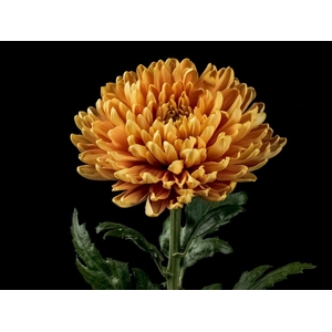 Chrys Rossano Orange