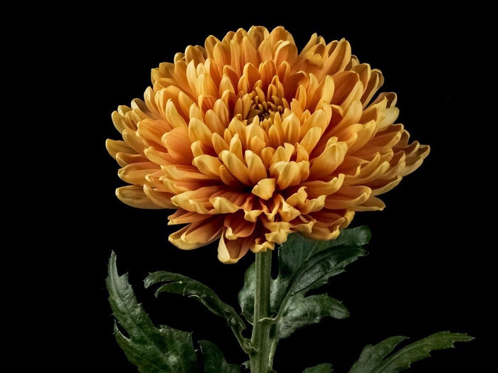 <h4>Chrys Rossano Orange</h4>