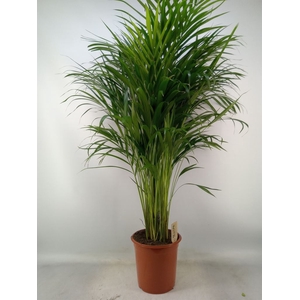 Dypsis lutescens   ...Chrysalidoca