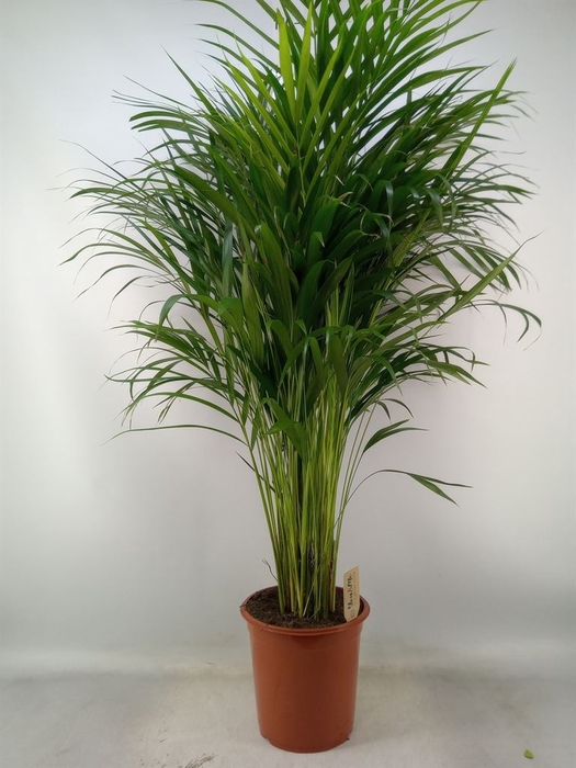 <h4>Dypsis lutescens   ...Chrysalidoca</h4>