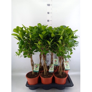 Ficus microcarpa 'Moclame'