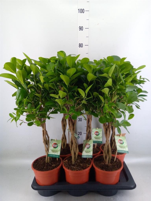 <h4>Ficus microcarpa 'Moclame'</h4>