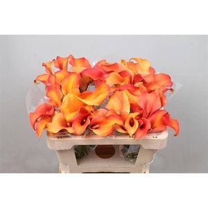 Calla Callista