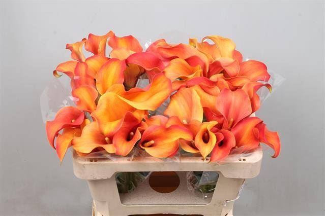 <h4>Calla Callista</h4>
