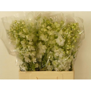 Delph Du Guard White