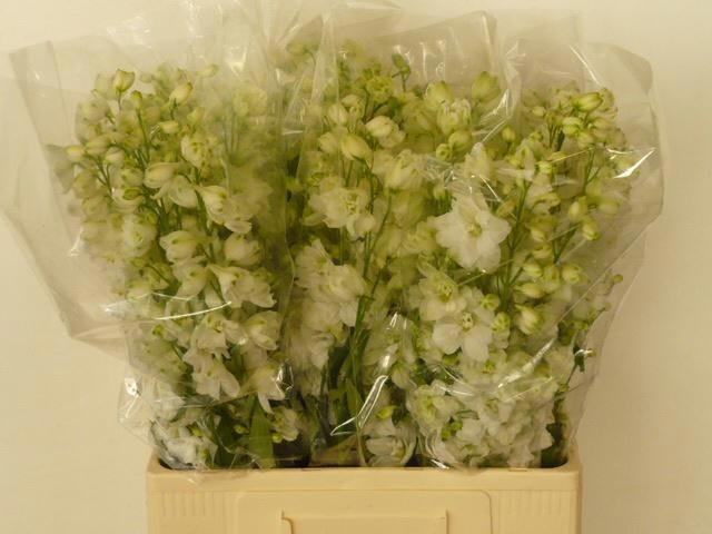 <h4>Delph Du Guard White</h4>