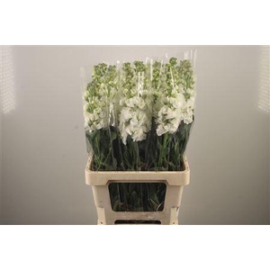 Matth Iron * Premium* White