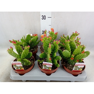 Opuntia