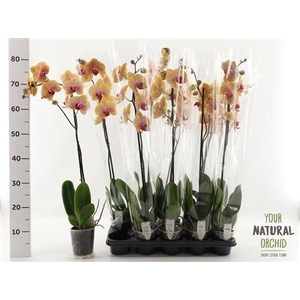 Phalaenopsis Caribbean Dream