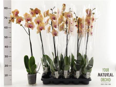 <h4>Phalaenopsis Caribbean Dream</h4>