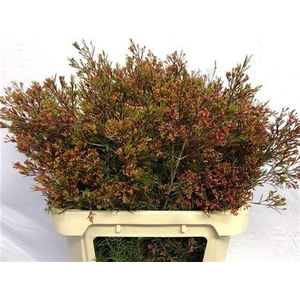 Chame Un Vega Red Super 80cm