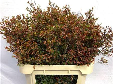 <h4>Chame Un Vega Red Super 80cm</h4>