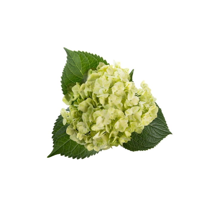 <h4>HYDR PREMIUM LEMON (TINTED)</h4>