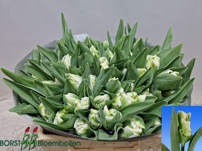 <h4>TU PA SUPER PARROT</h4>