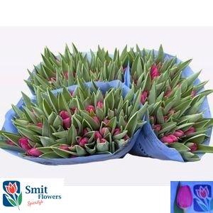 <h4>TU EN PINK ARDOUR</h4>