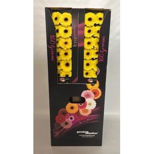 Germini Pacman Aquabox