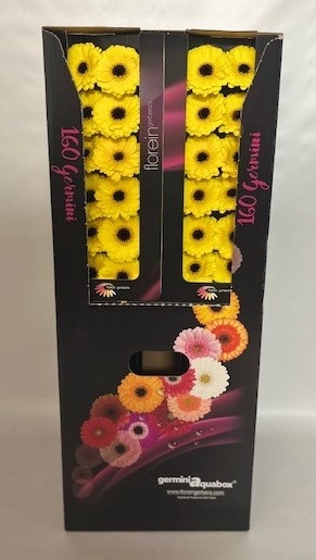 <h4>Germini Pacman Aquabox</h4>