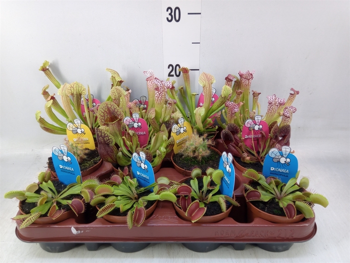 <h4>Vleesetende planten</h4>