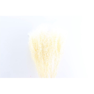 Pres Lepidium Thlaspi Bleached (5st) Bunch