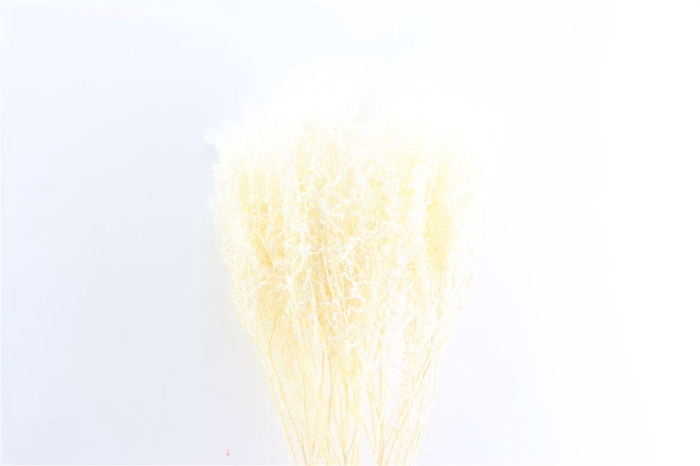 <h4>Pres Lepidium Thlaspi Bleached (5st) Bunch</h4>