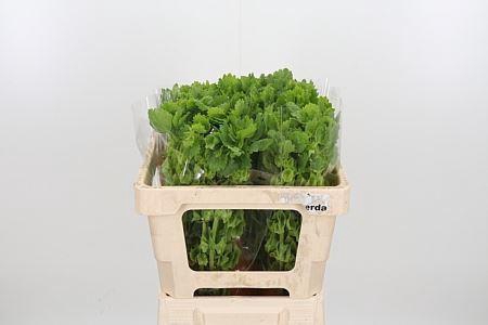 <h4>MOLUCCELLA STUK</h4>