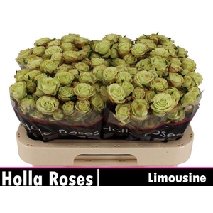 ROSA TR 'LIMOUSINE'
