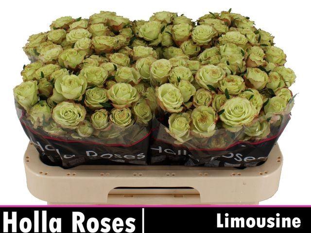 <h4>ROSA TR 'LIMOUSINE'</h4>