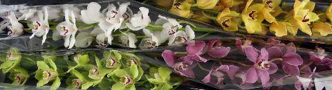 <h4>Cymbidium Mix</h4>