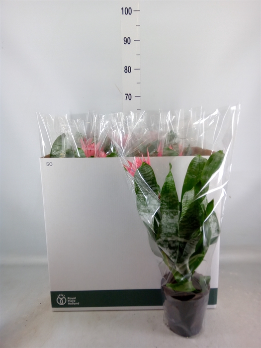 <h4>Aechmea fasciata 'Primera'</h4>