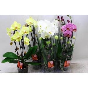 PHAL EL CASCADE