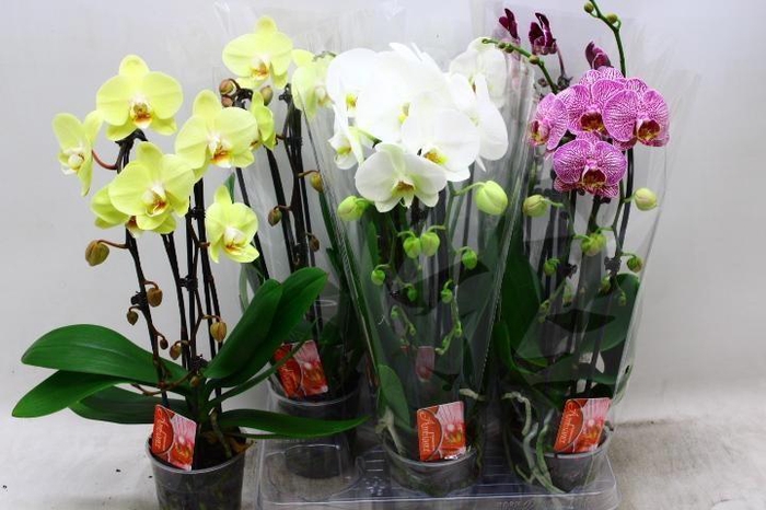 <h4>PHAL EL CASCADE</h4>