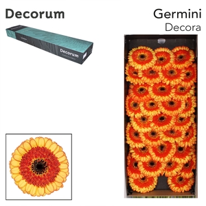 Germini Decora Doos