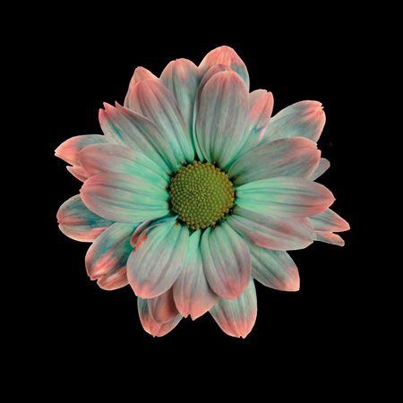 <h4>Chr T Kennedy Tropicana</h4>