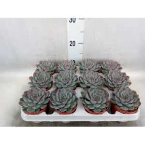 Echeveria  'Hercules'