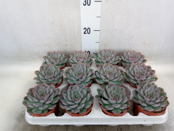 <h4>Echeveria  'Hercules'</h4>