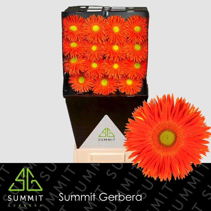 <h4>GE GS YARI+</h4>