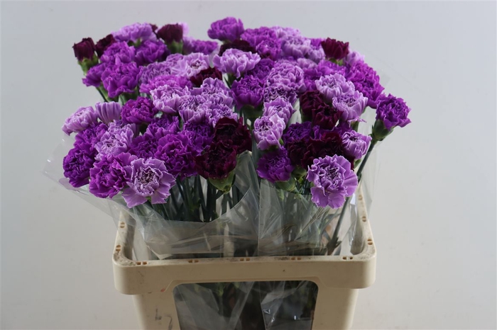 <h4>Di St Mix Florigene</h4>