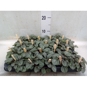 Peperomia