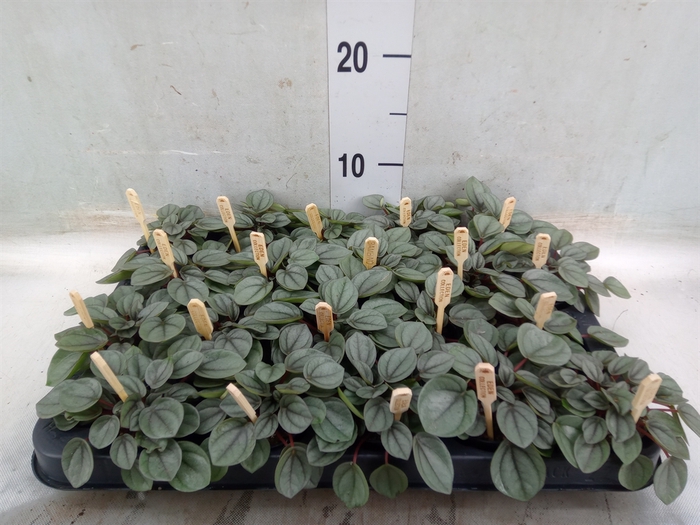 <h4>Peperomia</h4>