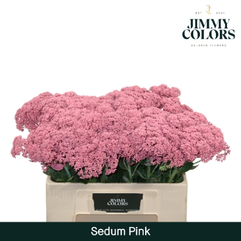 Sedum L55 Klbh. Roze