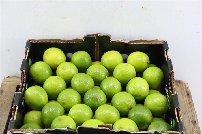 <h4>Sier Limes P Box X 54</h4>