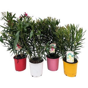 Nerium oleander   ...
