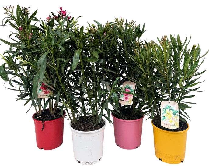 <h4>Nerium oleander   ...</h4>