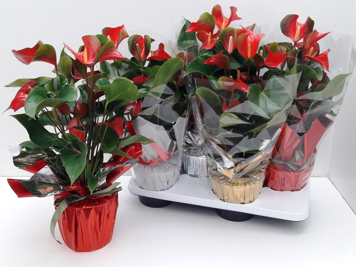 <h4>Anthu Dynamite Red Kerst Rondello MIX</h4>