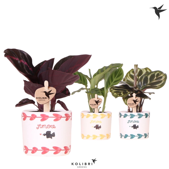 <h4>Kolibri Greens Calathea mix in Amore pot mix</h4>